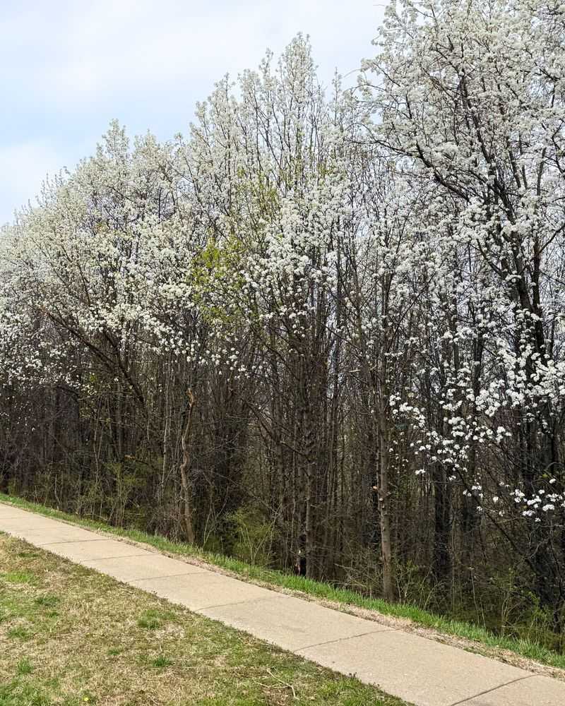 Invasive Bradford Pear Trees