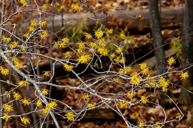 Reduced Snowfall Protection