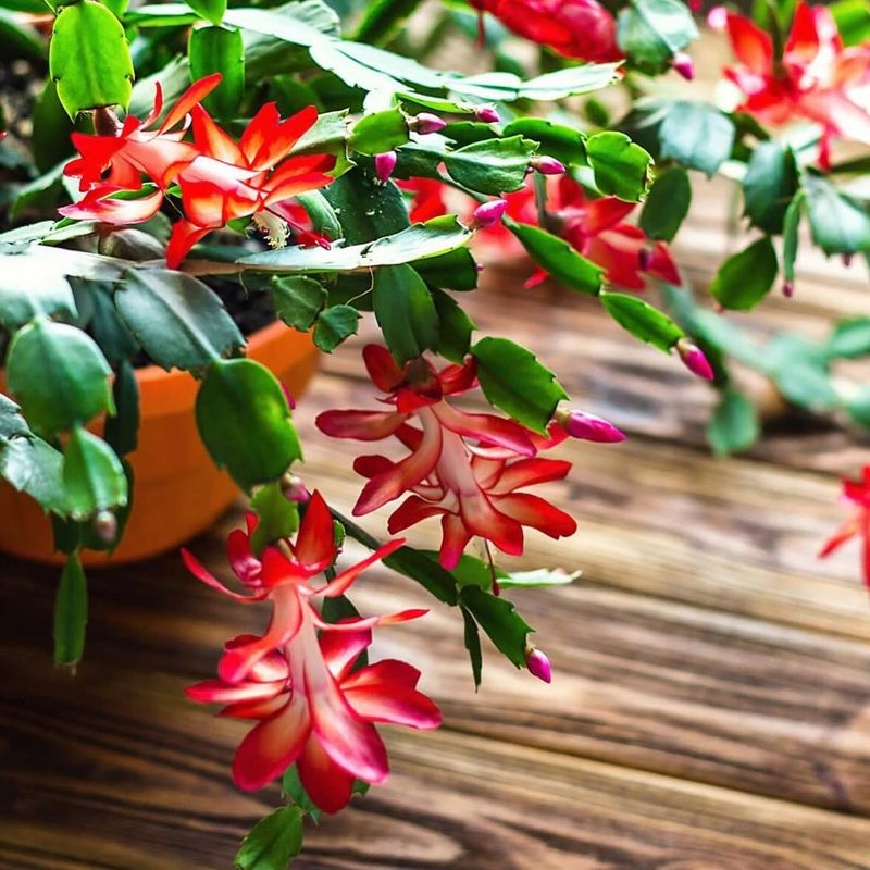 How Christmas Cacti Normally Decide When To Bloom