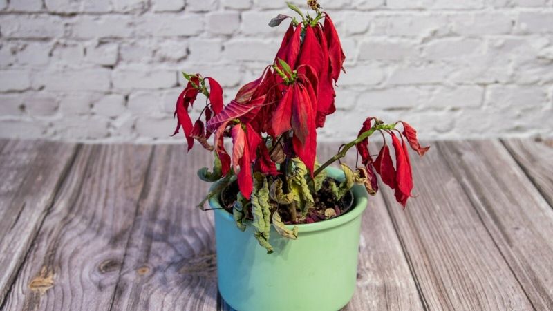 Humidity Levels Dropping Too Low Indoors