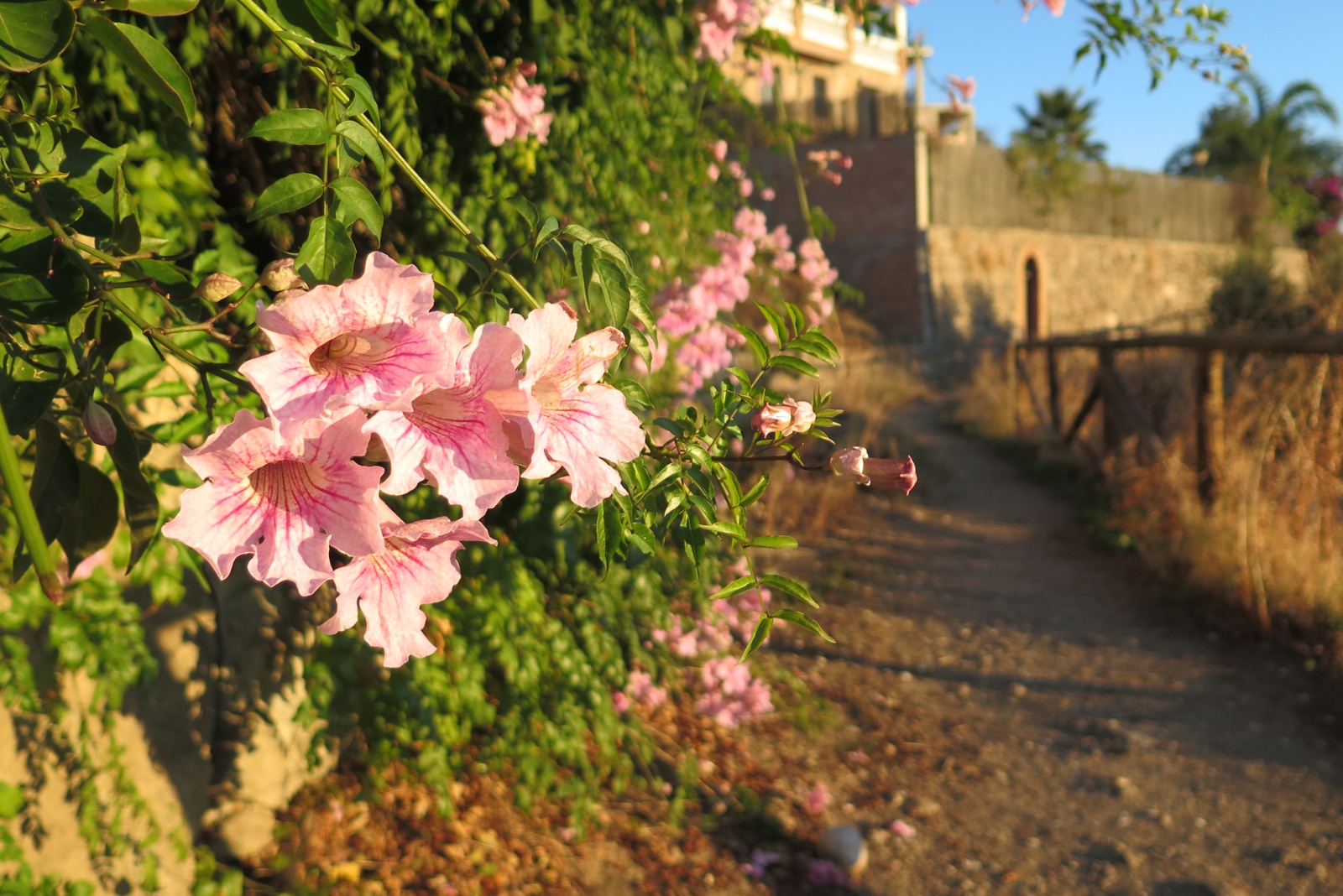 Upgrade Your California Fence With This Climbing Plant Covered In Pink Bells