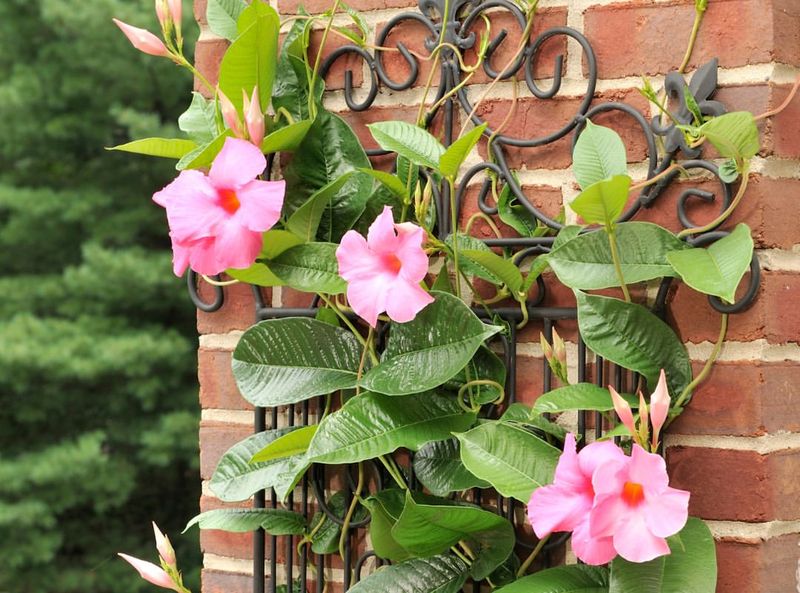 Thrives in California's Mediterranean Climate