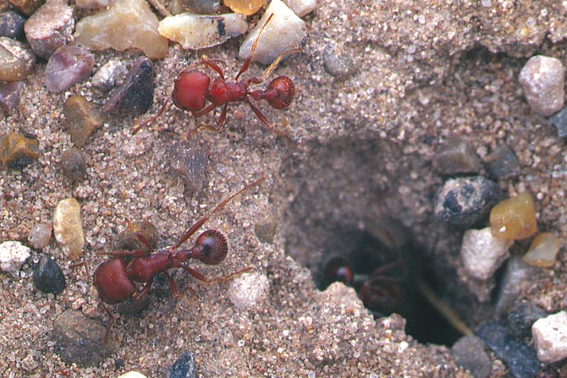 Invasive Fire Ants Competing For Resources