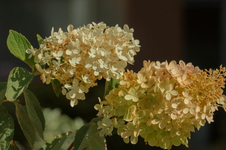 Beautiful Hydrangea Flowers in the Sunlight