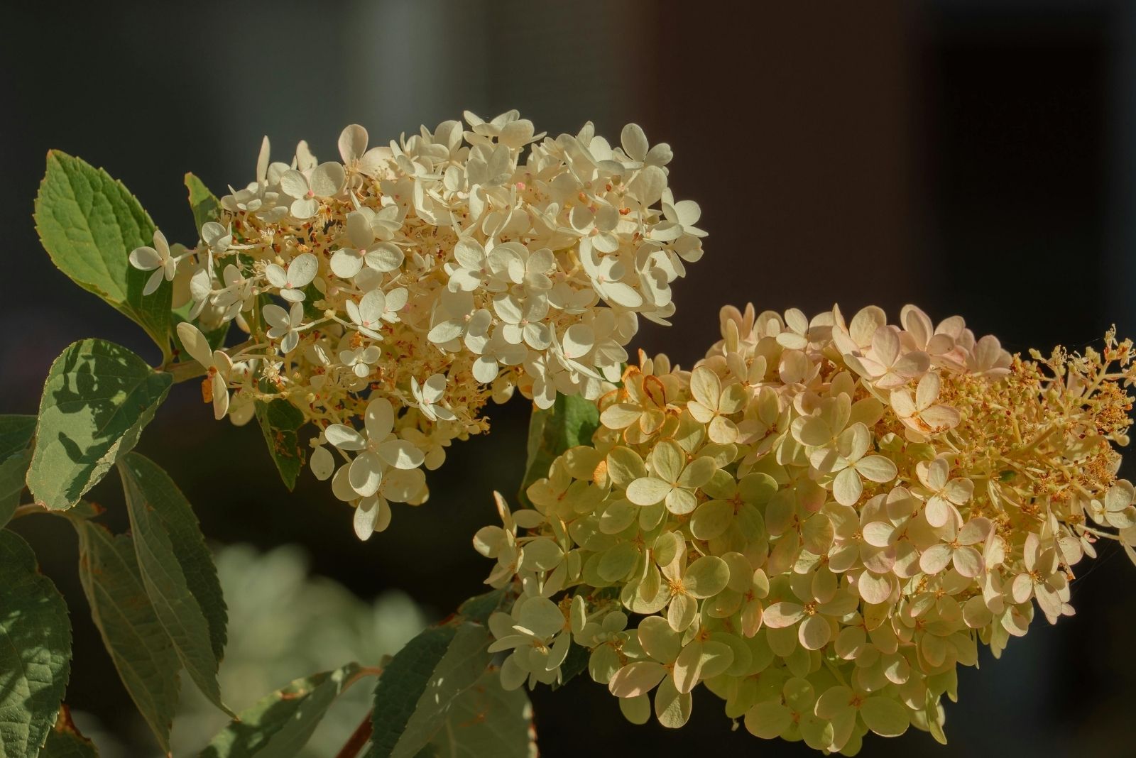 Beautiful Hydrangea Flowers in the Sunlight