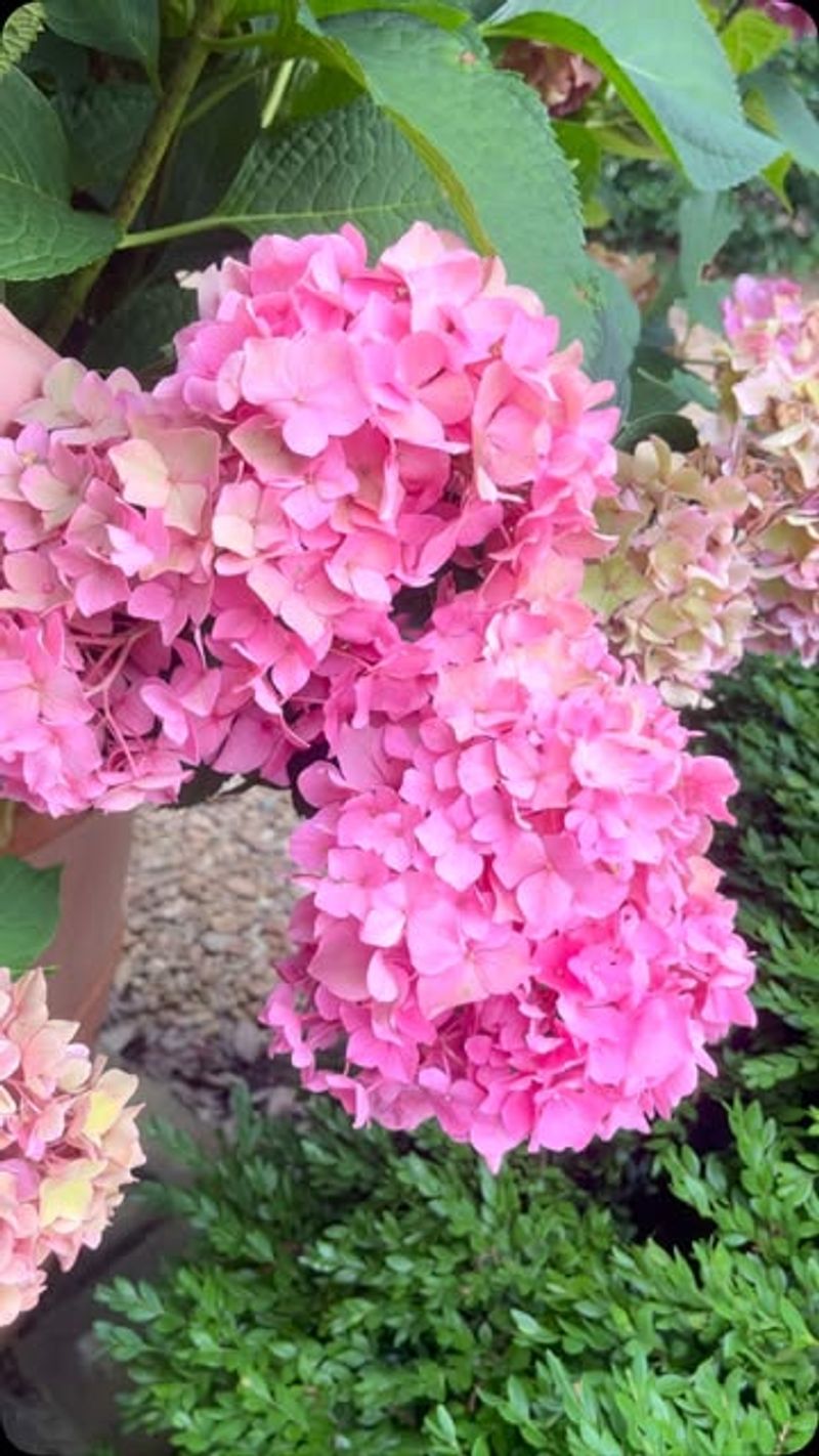 Stop Fertilizing Your Plants Immediately