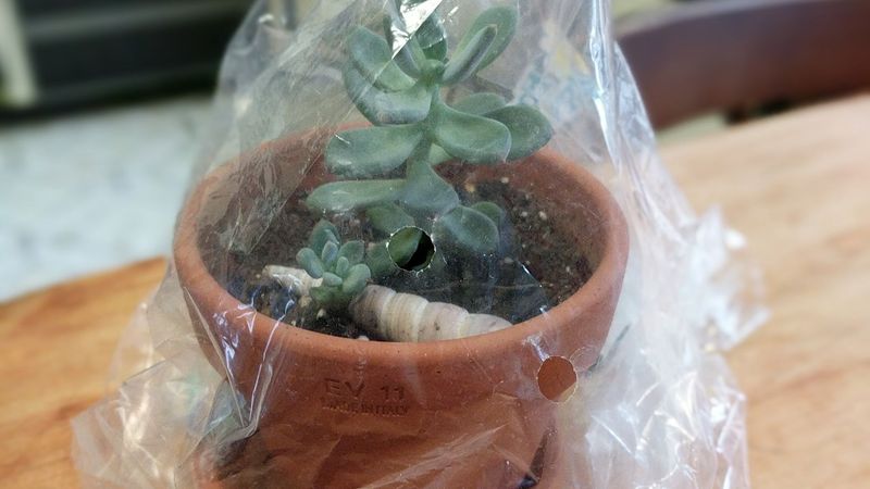 Cover Plants With Plastic For Emergency Protection