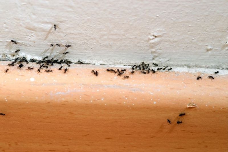 Why Ants Won't Cross Natural Citrus Oils