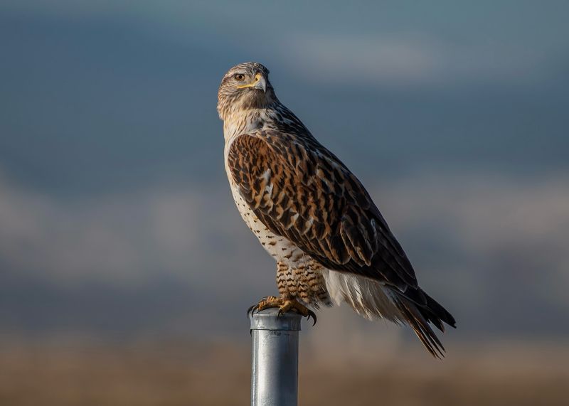 Encourage Natural Predators