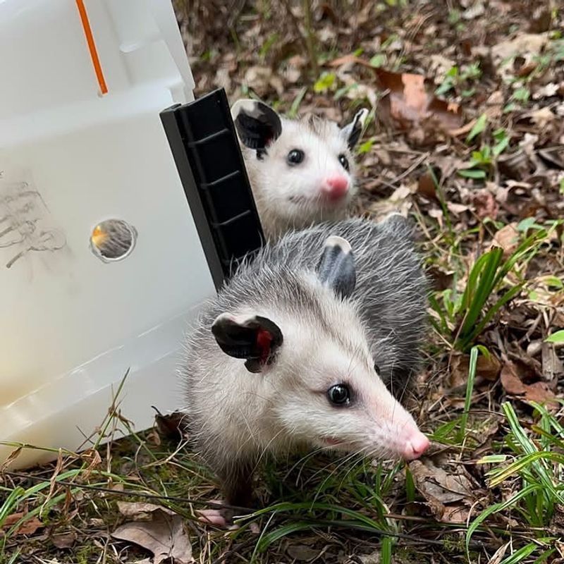 Contact Wildlife Professionals If Necessary