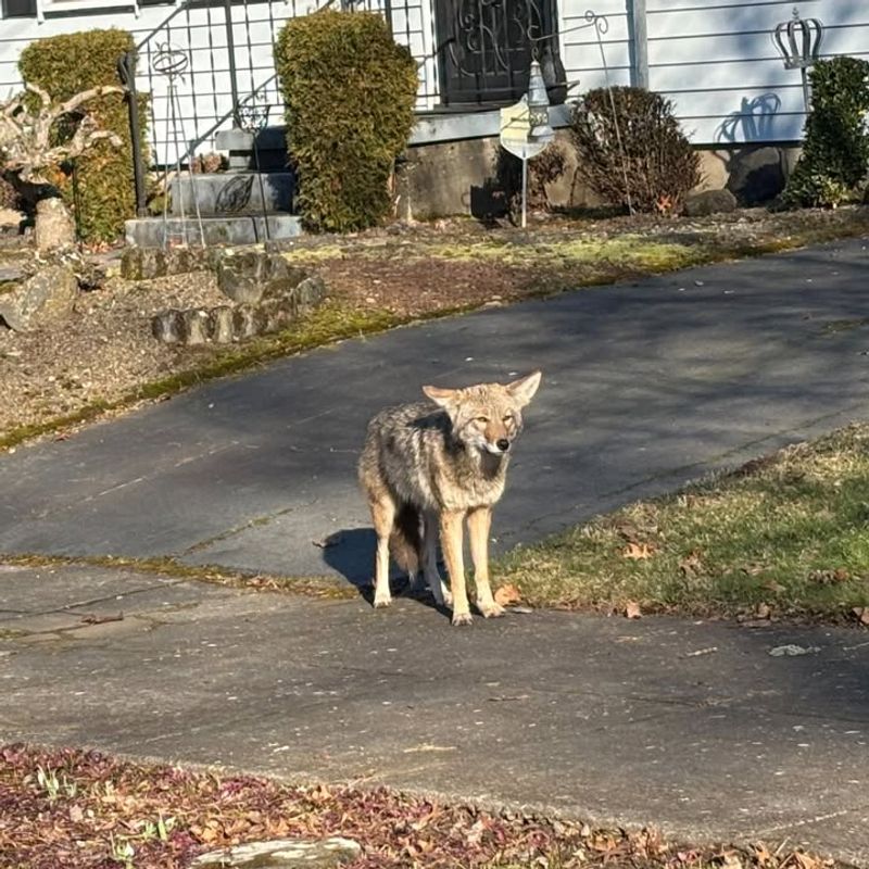 Keep Pets and Children Close to You