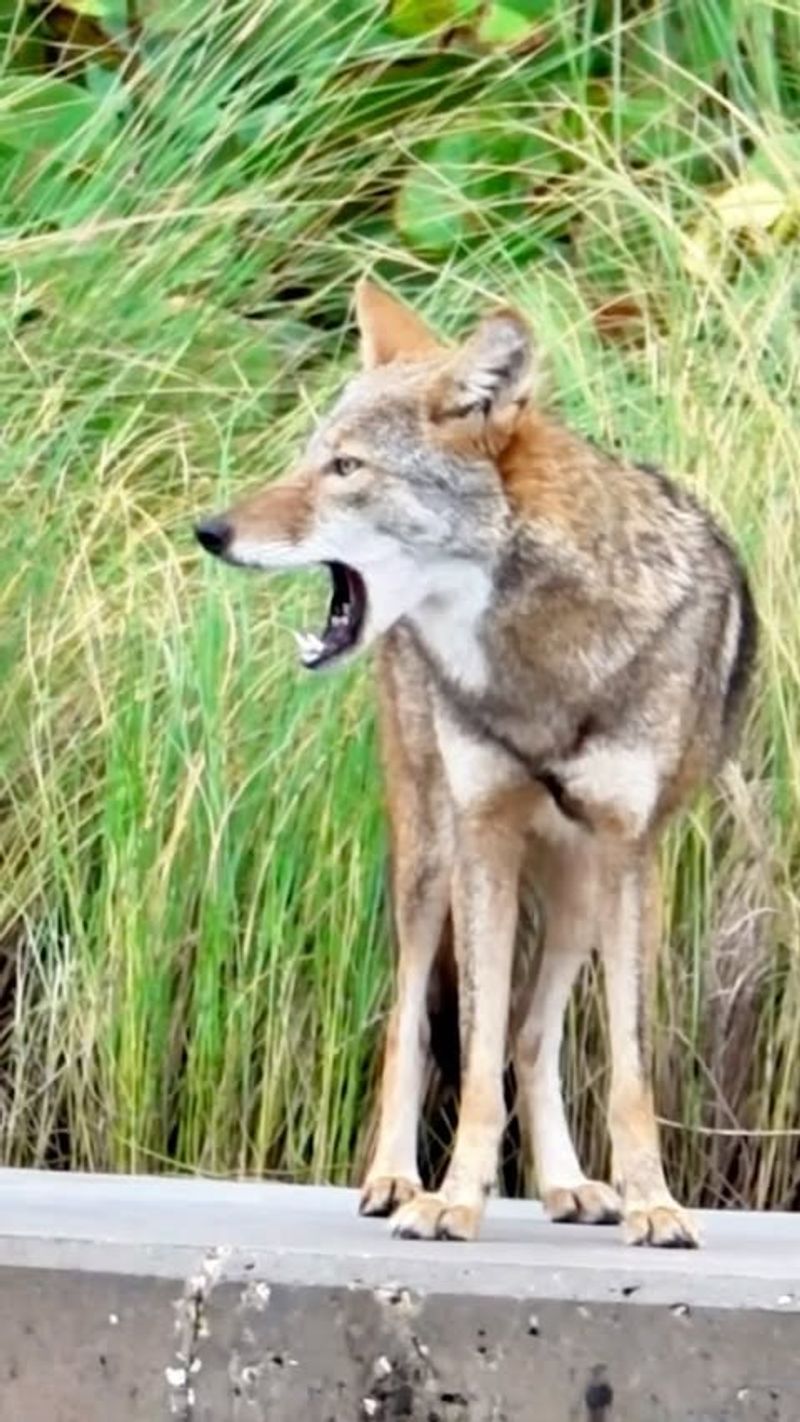 Bring Your Pets Inside Immediately