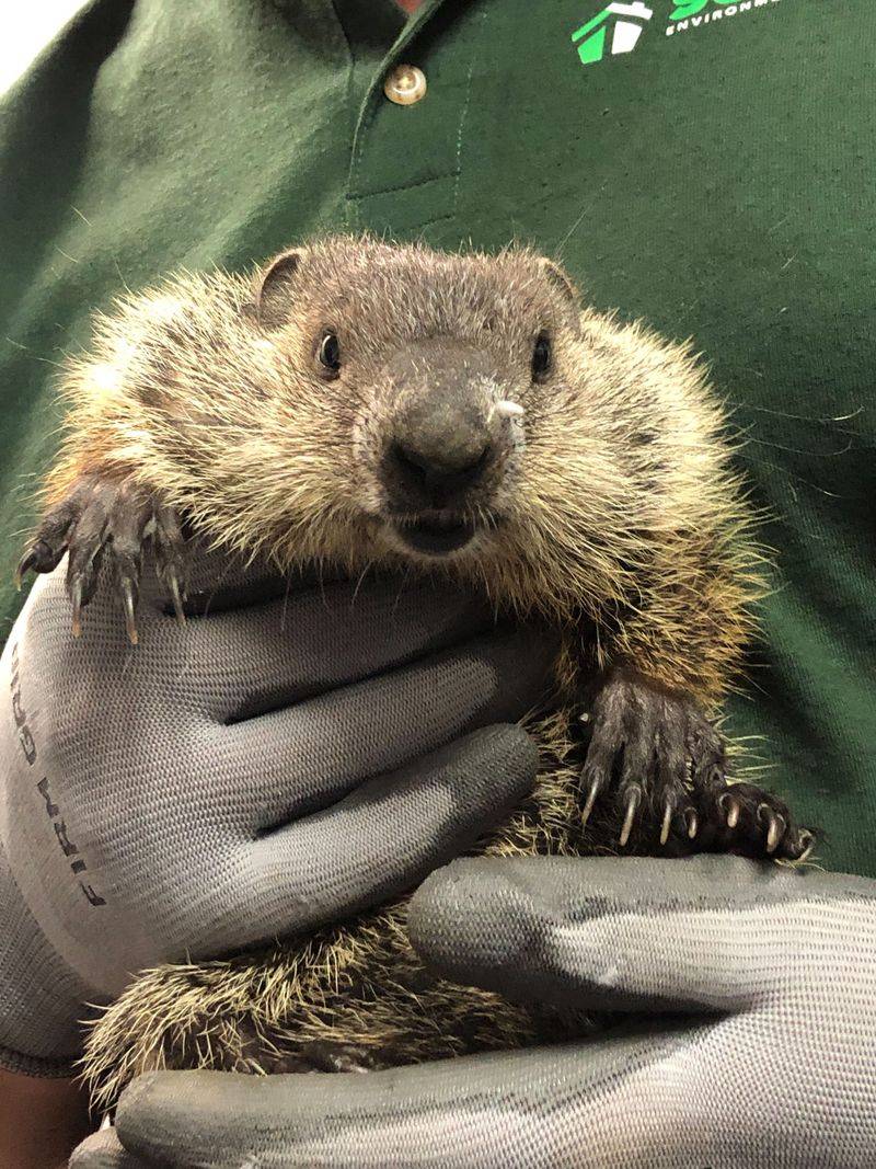 Contact A Wildlife Professional If Needed