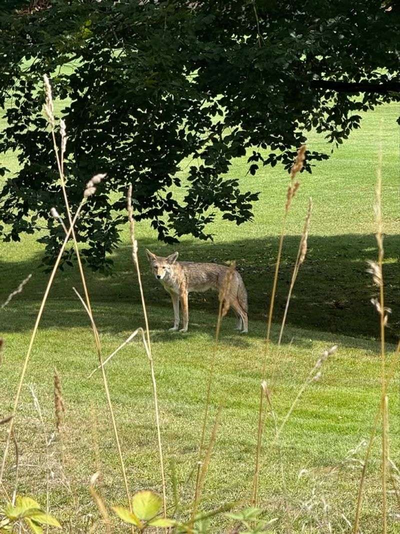 Spray Water From Your Hose Or Sprinkler