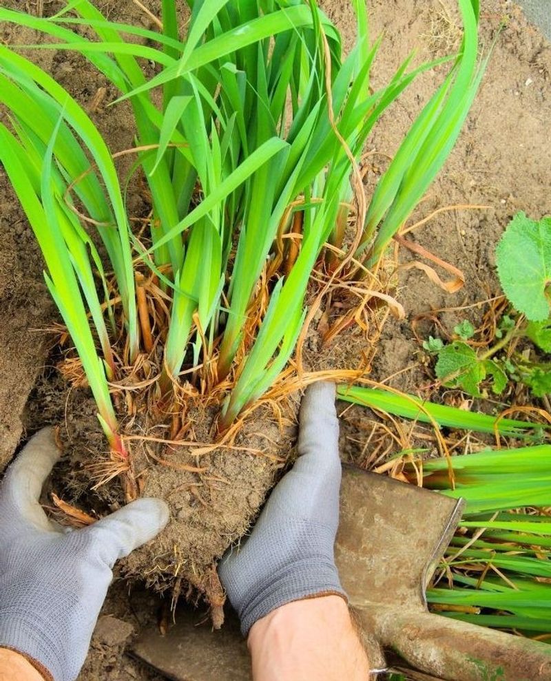 Check For Pests Before Bringing Plants Inside