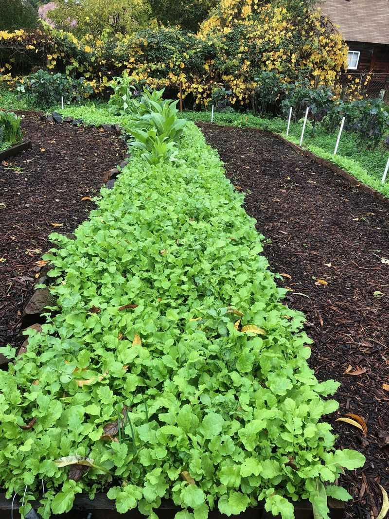 Plant Cover Crops and Ground Covers