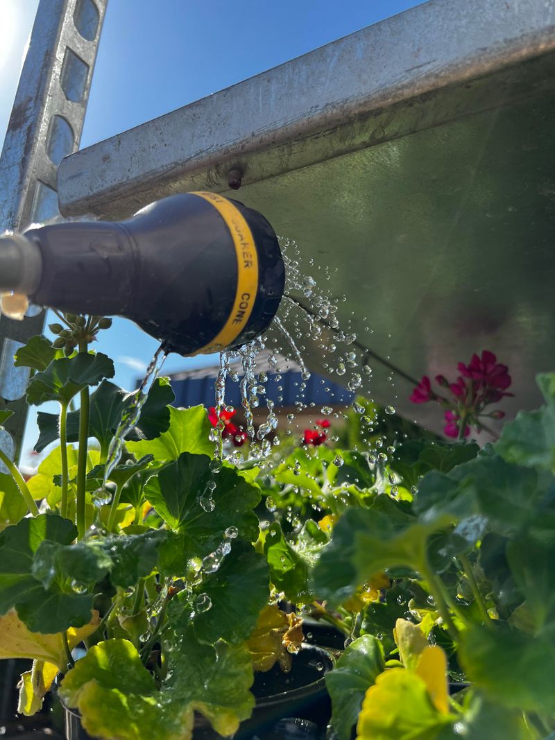 Water Plants in the Afternoon