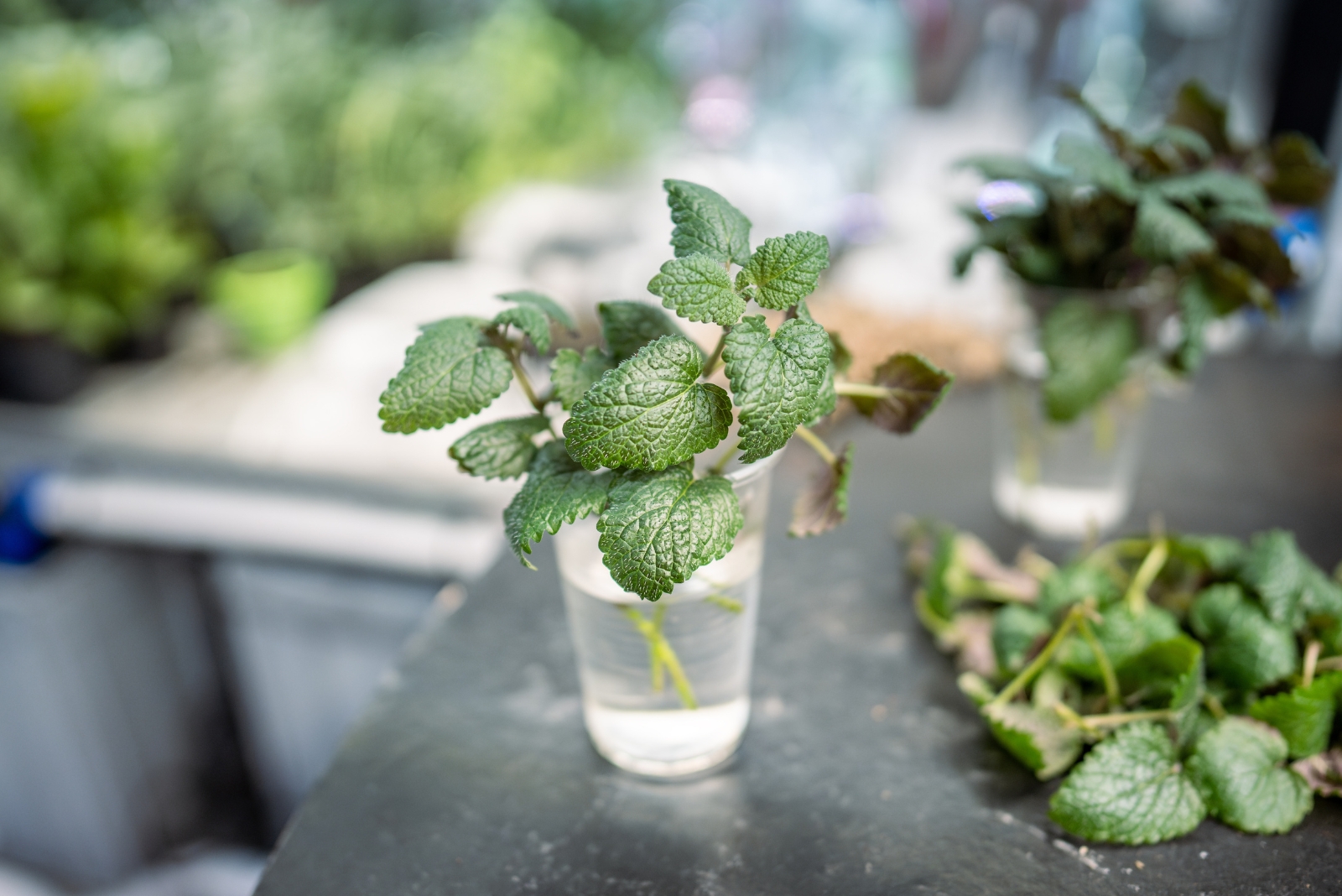 Use These 7 Simple Steps To Propagate Mint For A Nice Boost Of New Leaves