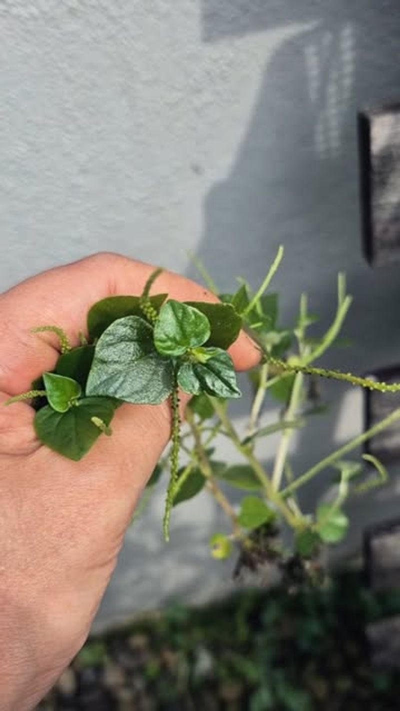 #1 Pick Your Healthiest Stems