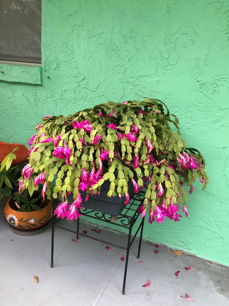 Feed With Balanced Fertilizer Monthly