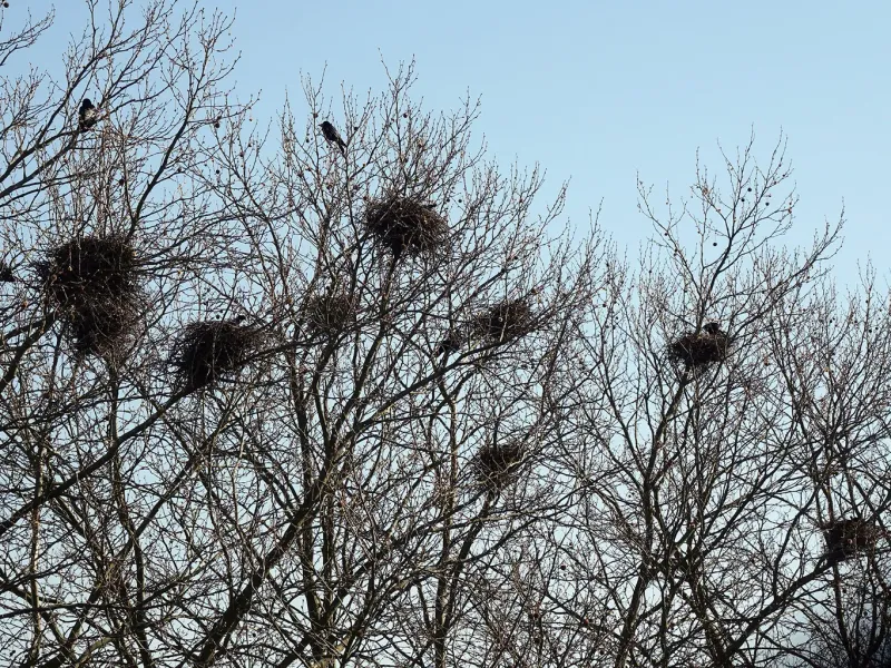 Often Mistaken For Crow Or Hawk Nests