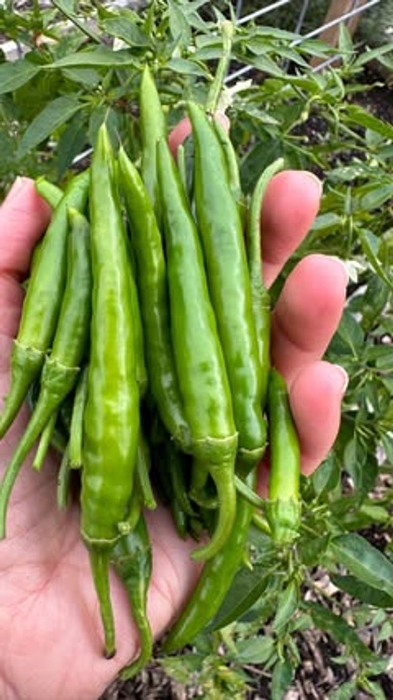Harvesting Peppers Regularly