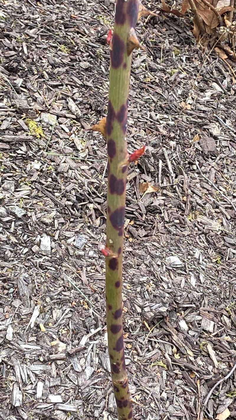 Leaving Dead or Diseased Wood Behind