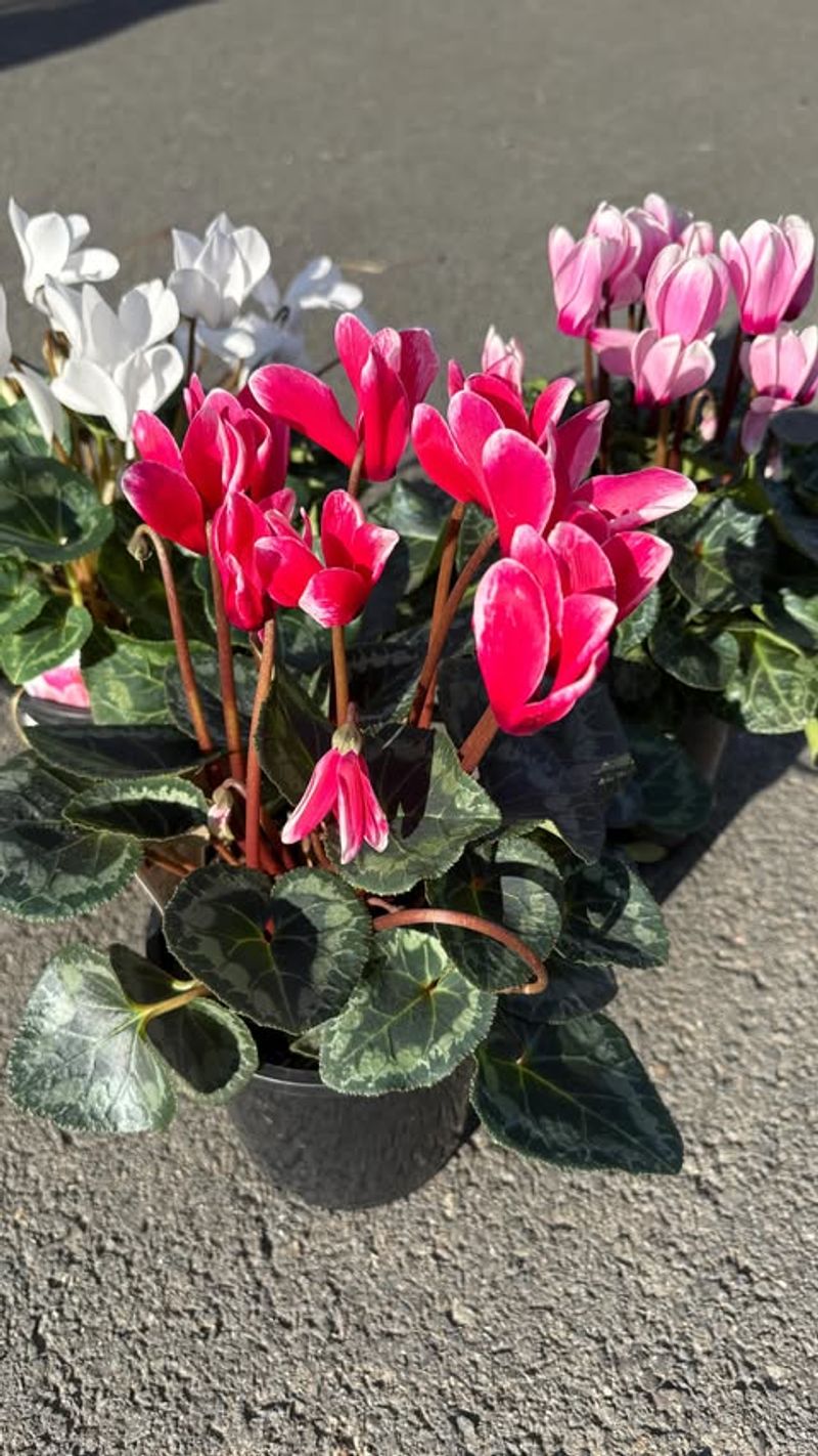 Planting During Hot Weather