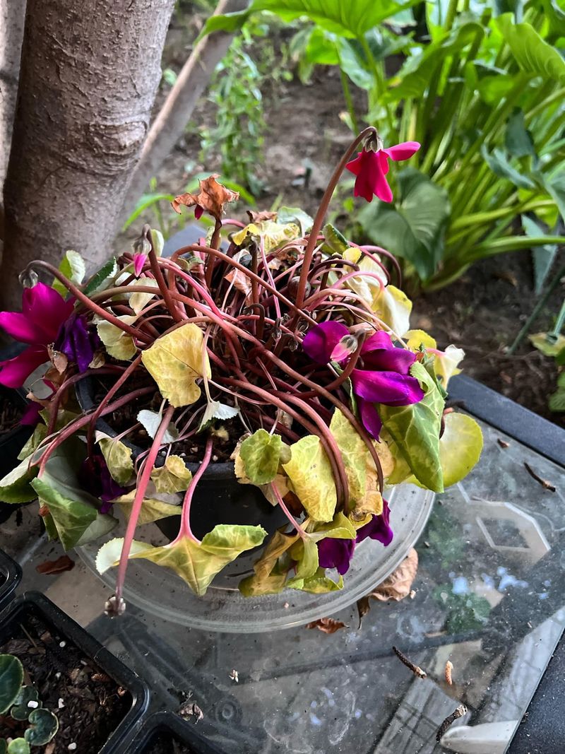 Watering On A Rigid Schedule