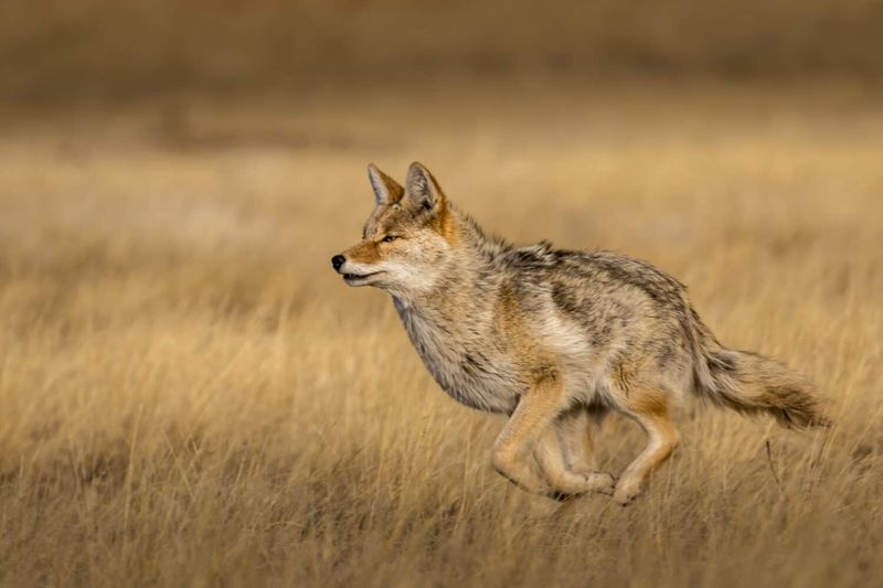 Ignoring Aggressive Or Sick-Looking Coyotes