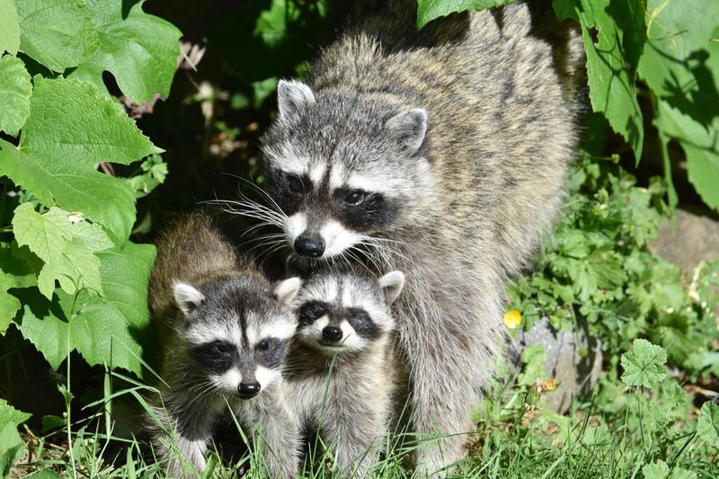 Mother Raccoons Protect Their Babies Aggressively
