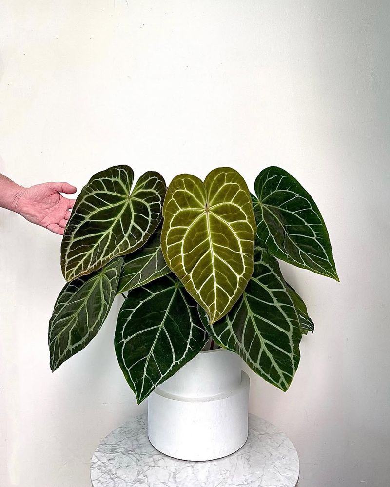 Anthurium Crystallinum