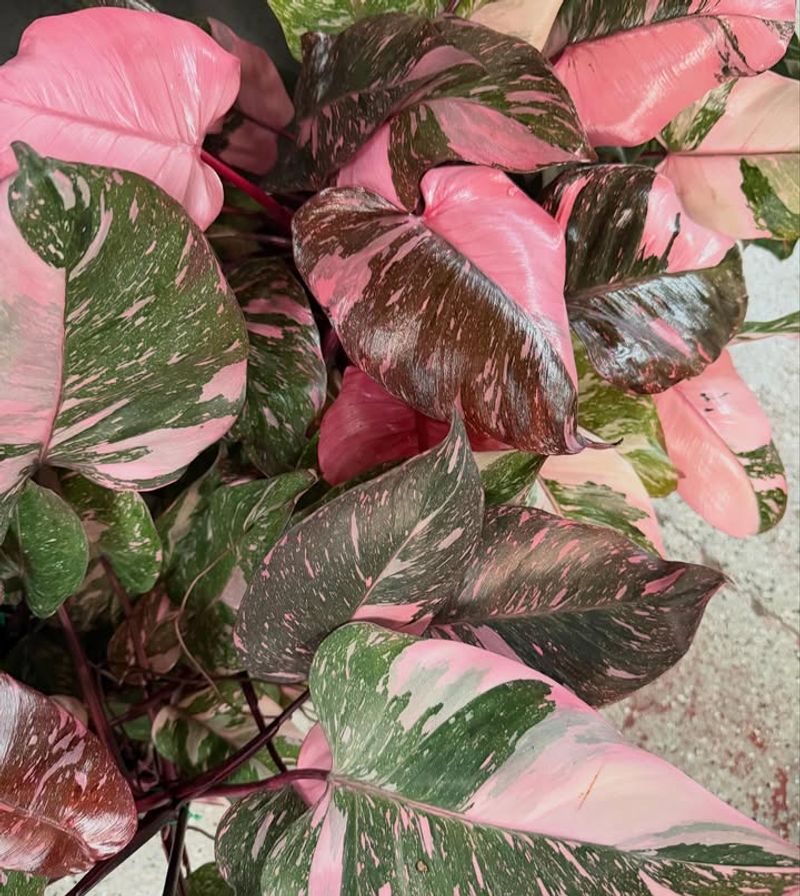 Philodendron Pink Princess