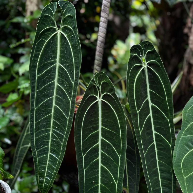 Anthurium Warocqueanum