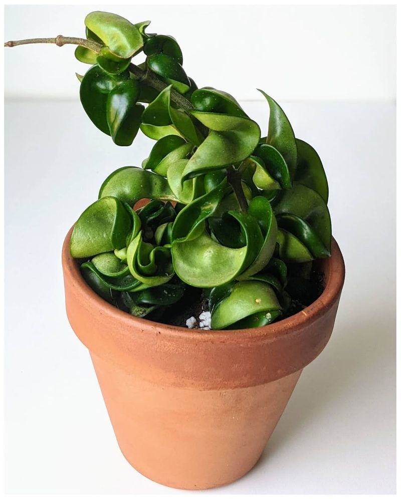 Hoya Compacta 'Hindu Rope'