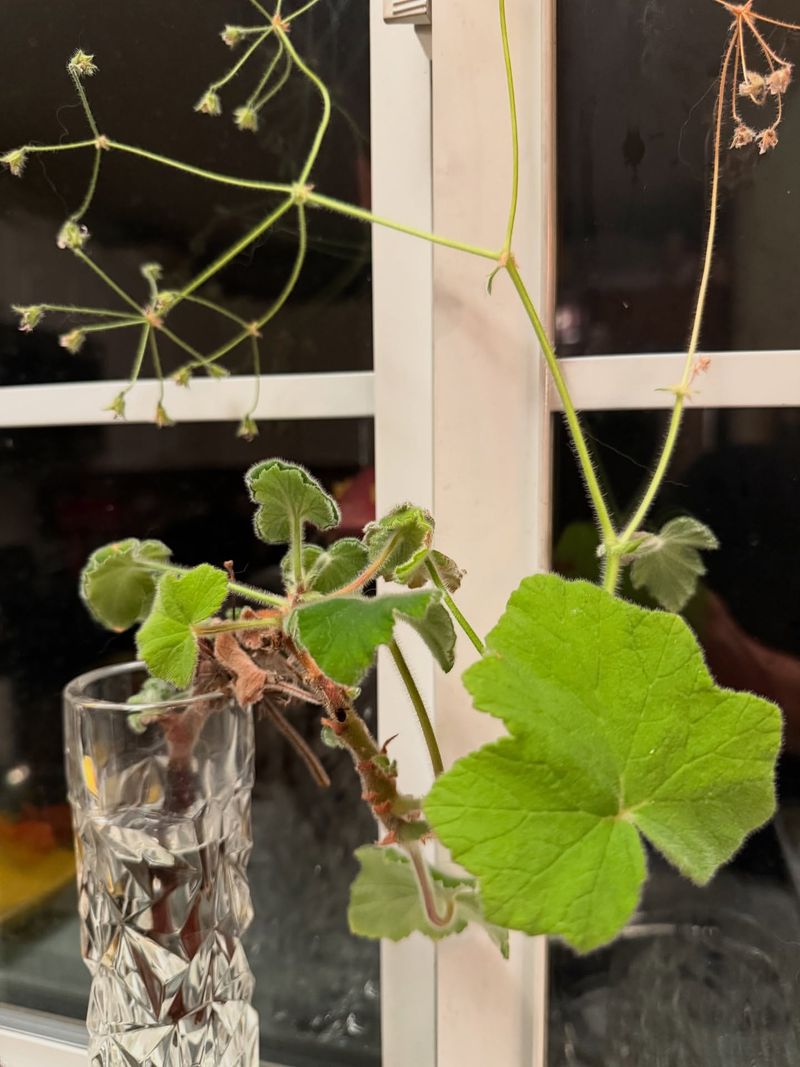 Affordable Beauty That Multiplies Easily