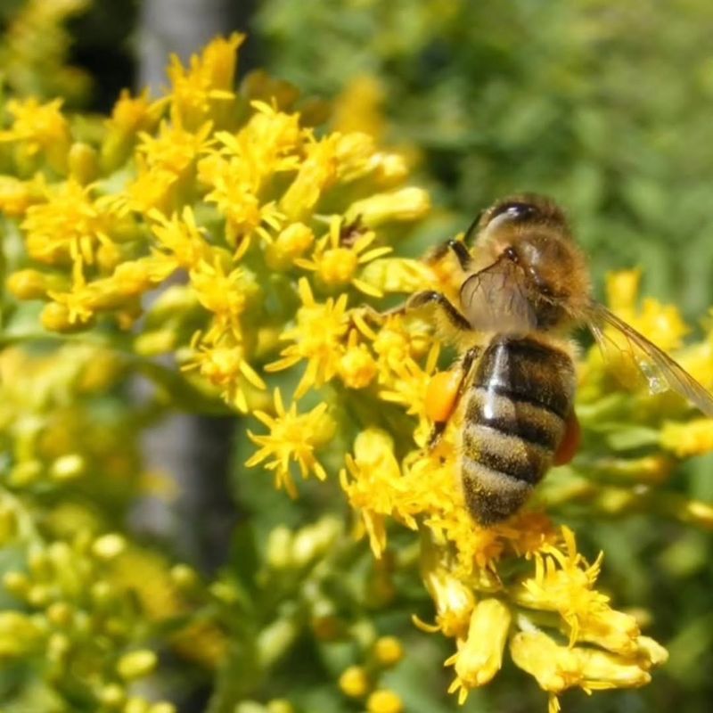 Disease And Pathogens