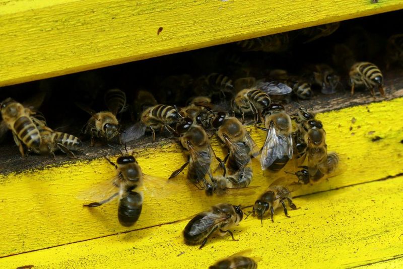 Monoculture Farming Practices