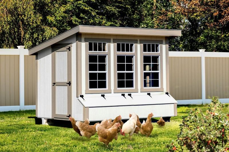 Chicken Coops And Backyard Poultry