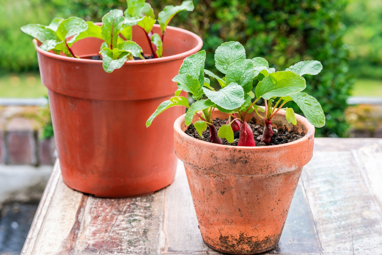 Vegetables New Hampshire Gardeners Can Grow In Buckets All Year