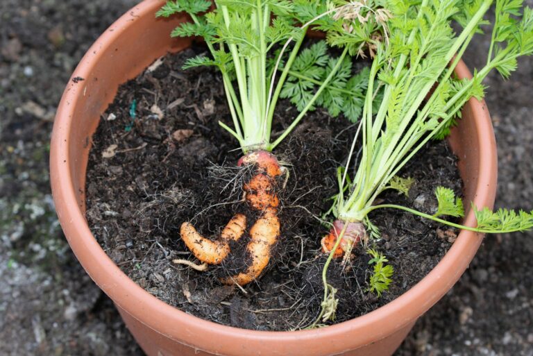 carrots grown in bucket