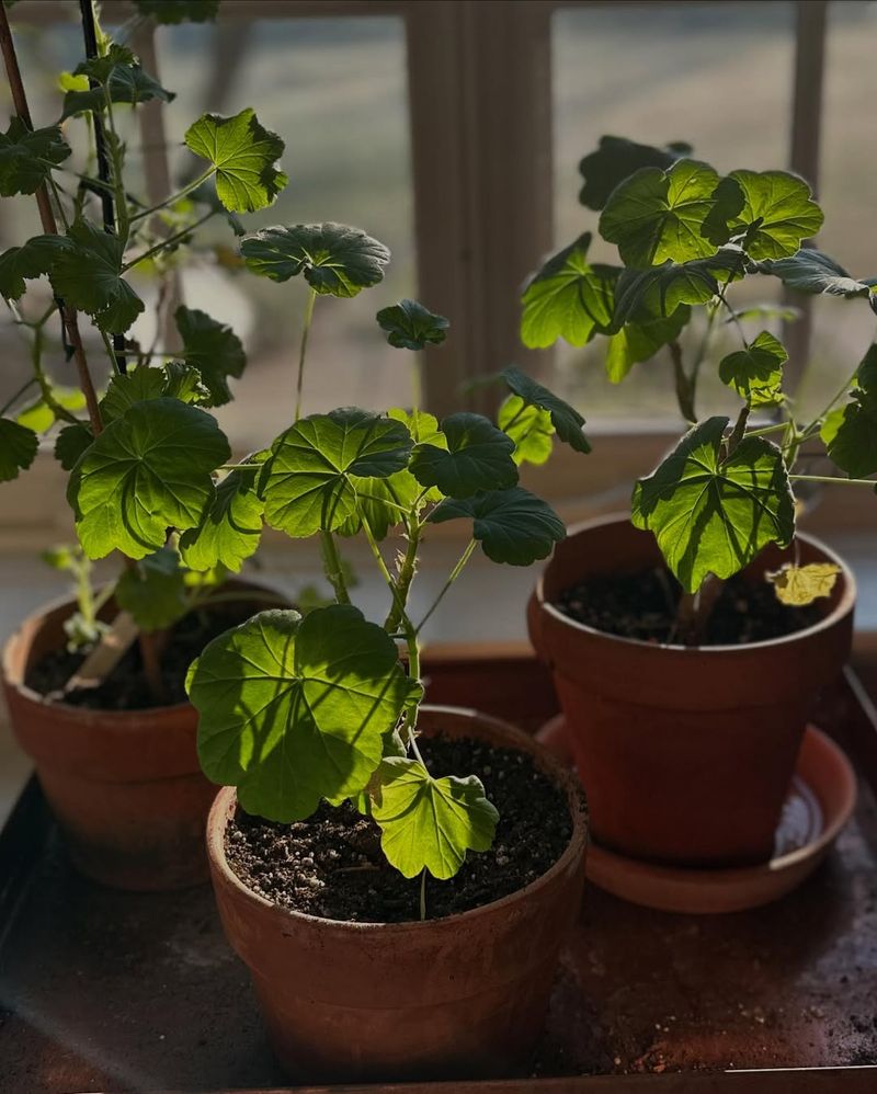 Winter Storage Possibility