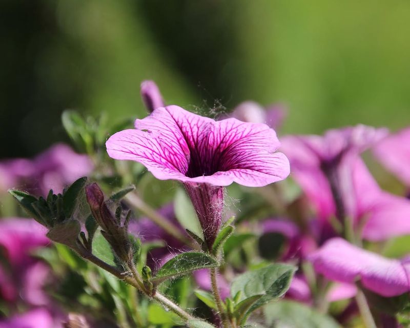 Tolerates Michigan's Unpredictable Weather