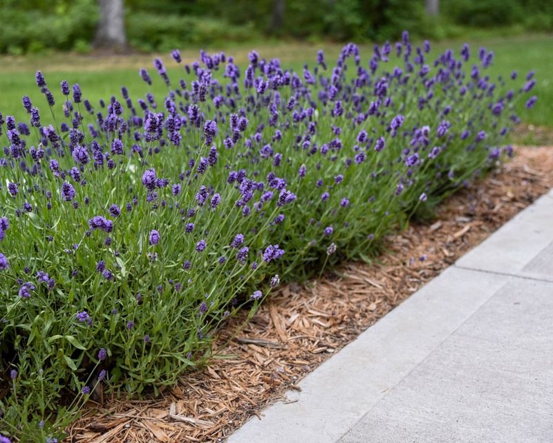 Year-Round Evergreen Structure