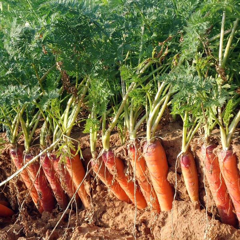 Sweet Carrots