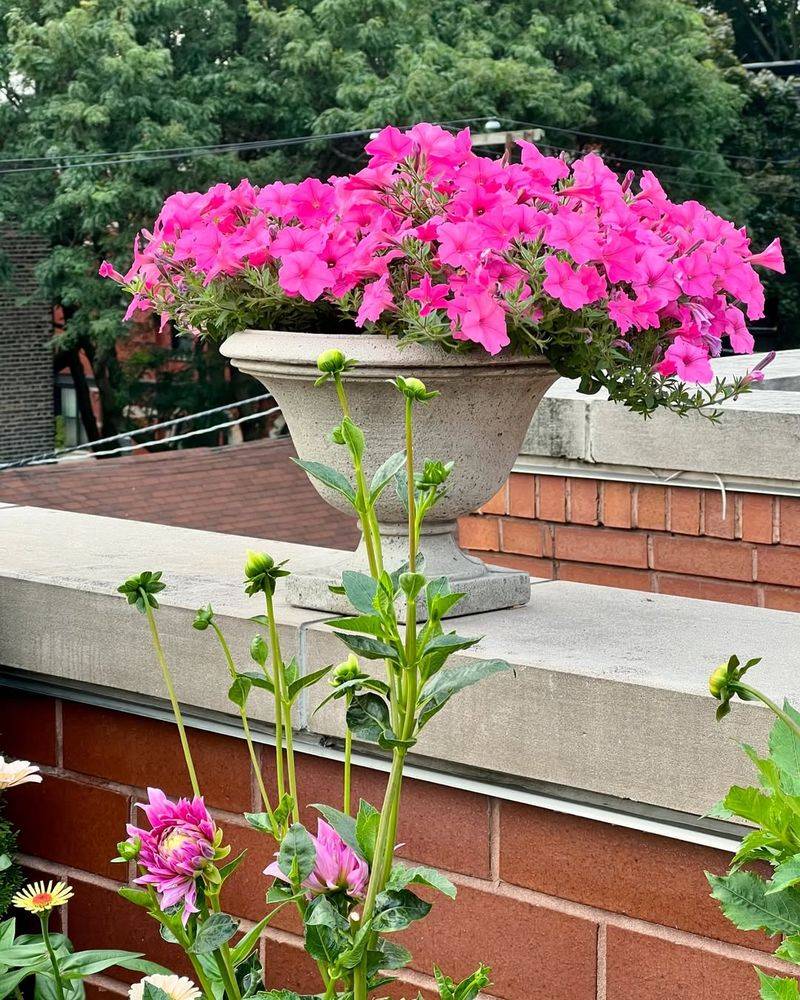 Extended Blooming Season for Months of Enjoyment