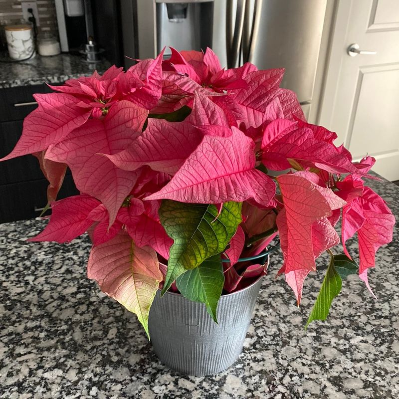 No Yellowing At Leaf Margins