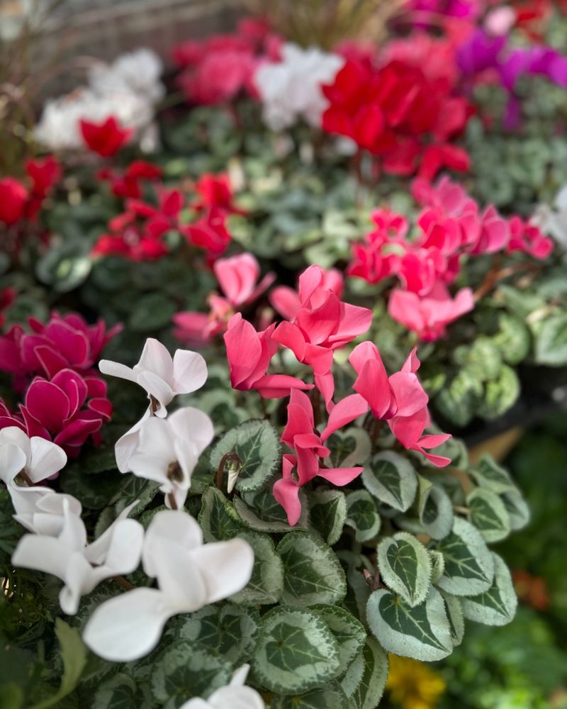 Compact Size Works for Small Spaces