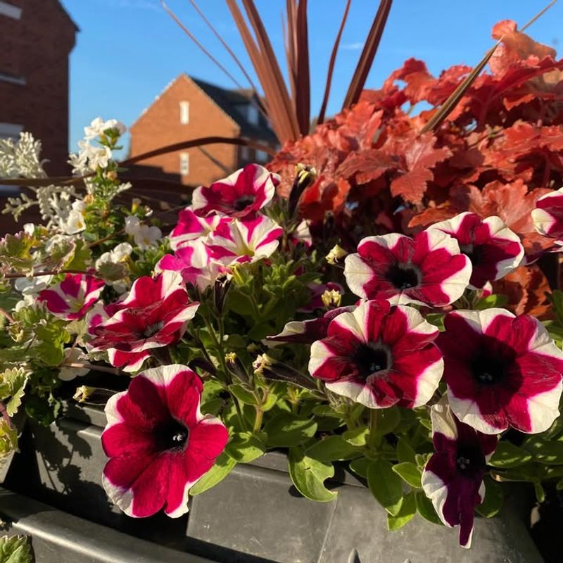 Low Maintenance Flowers Perfect For Busy Homeowners