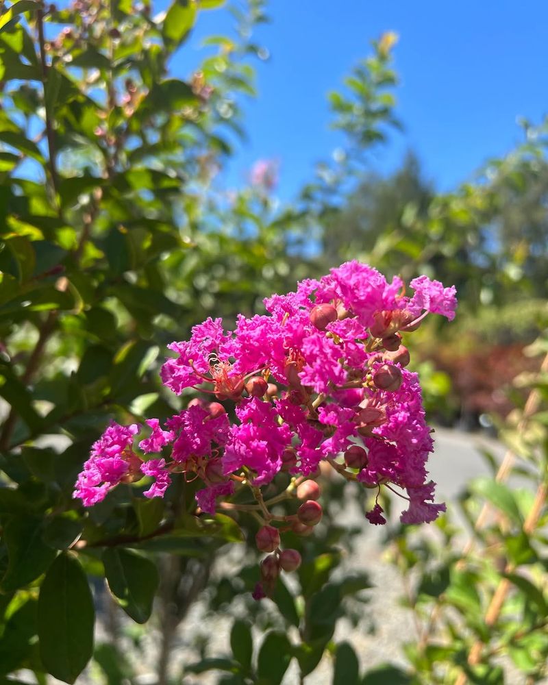 Pest Resistance Means Healthier Plants